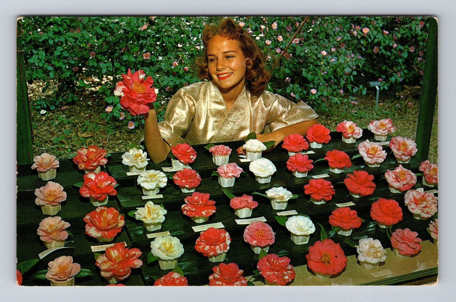 La Canada CA-California, Descanso Gardens, Camellia Show, Vintage Postcard