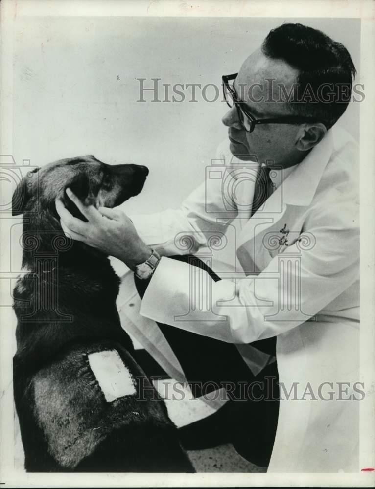 1966 Press Photo Dr. C.W. Hall and test dog with artificial skin. - hcp57583