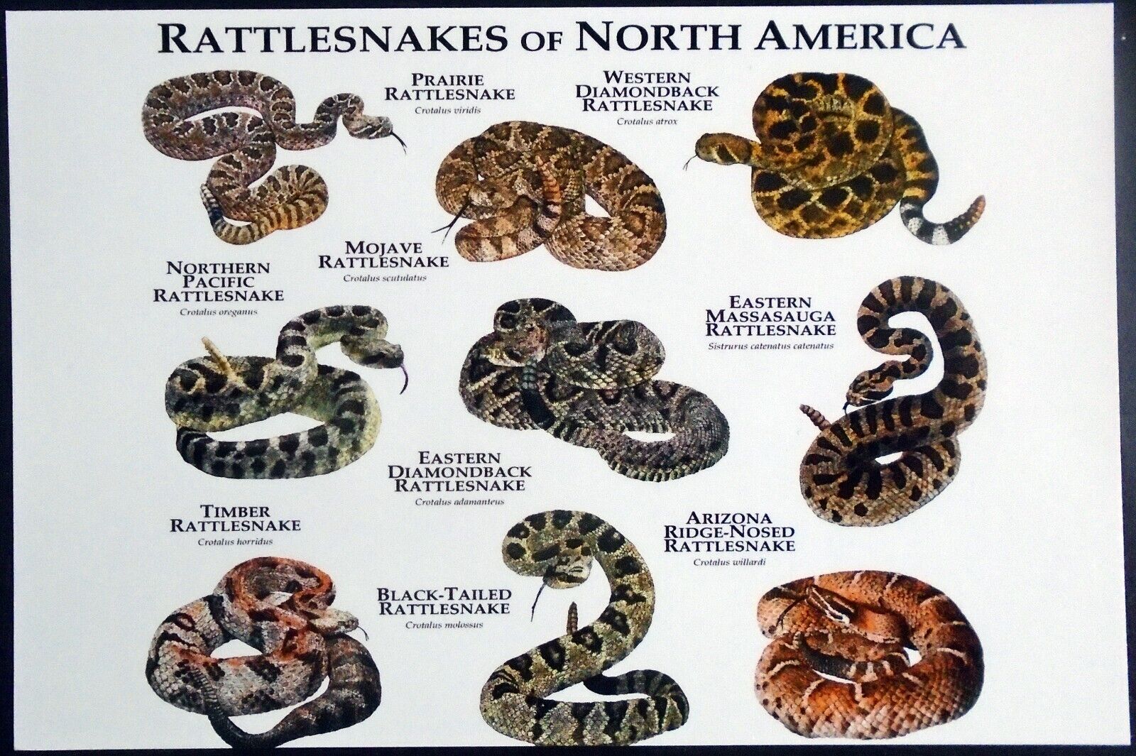 Café Press, “Rattlesnakes of North America”, Western Diamondback, Timber, Etc.