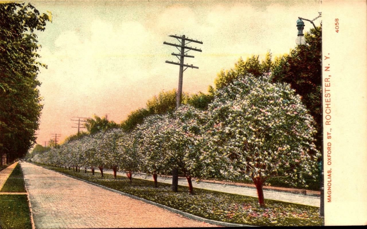ROCHESTER, NY.-POSTCARD cir. 1906 VIEW OF OXFORD ST. MAGNOLIAS IN BLOOM BK35