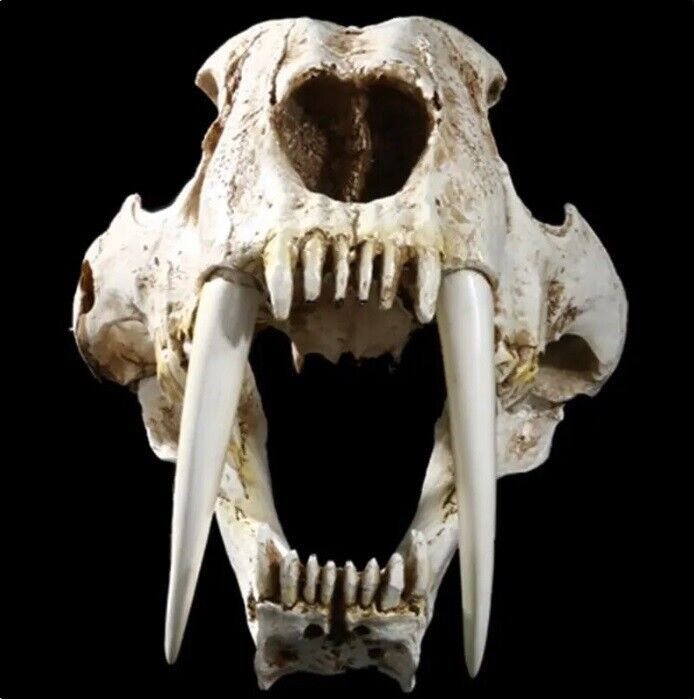 Saber-Toothed Tiger Resin Replica Skull 1.1 NICE
