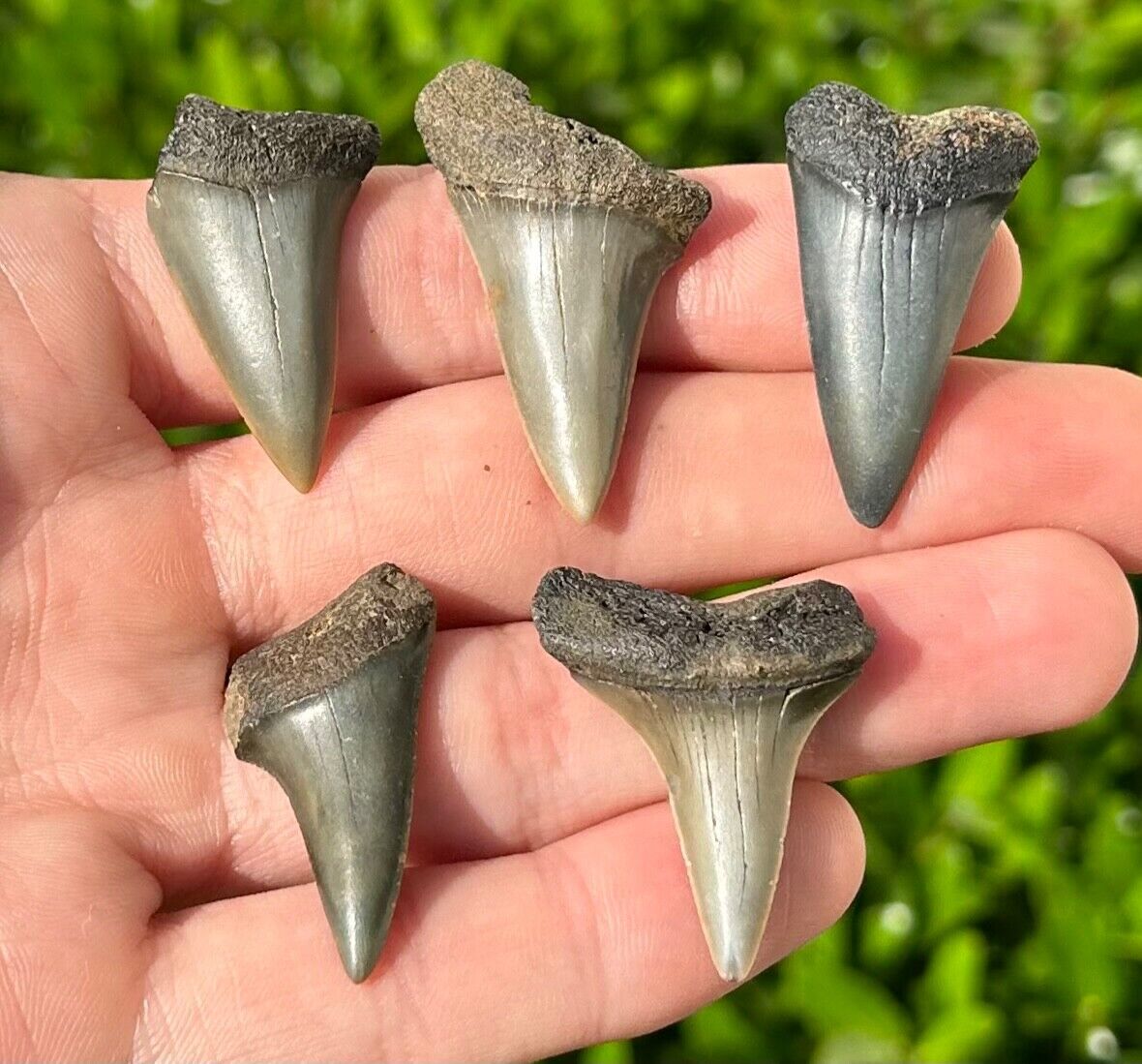 NICE Belgium Fossil Mako Sharks Teeth LOT OF 5 Pliocene Age Antwerp Shark