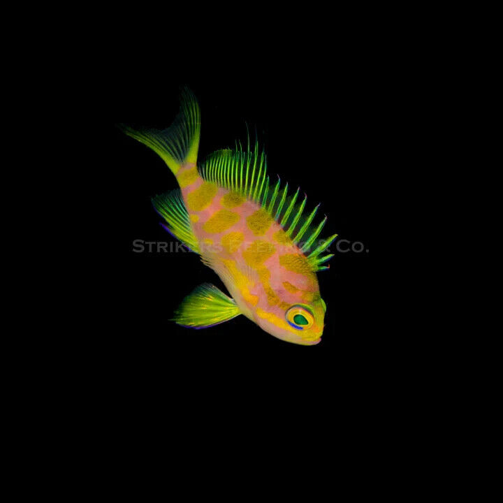 Borbonias Anthias BA22 - WYSIWYG - Live Saltwater Fish - 