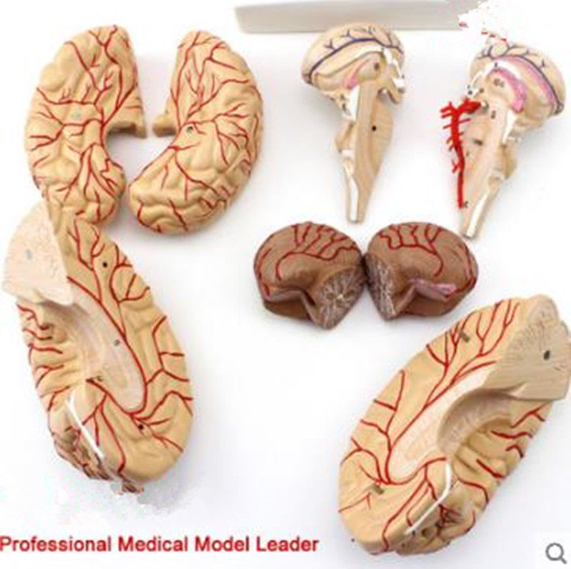 Life Size Human Anatomical Brain Artery Anatomy Medical Teach Model Professional