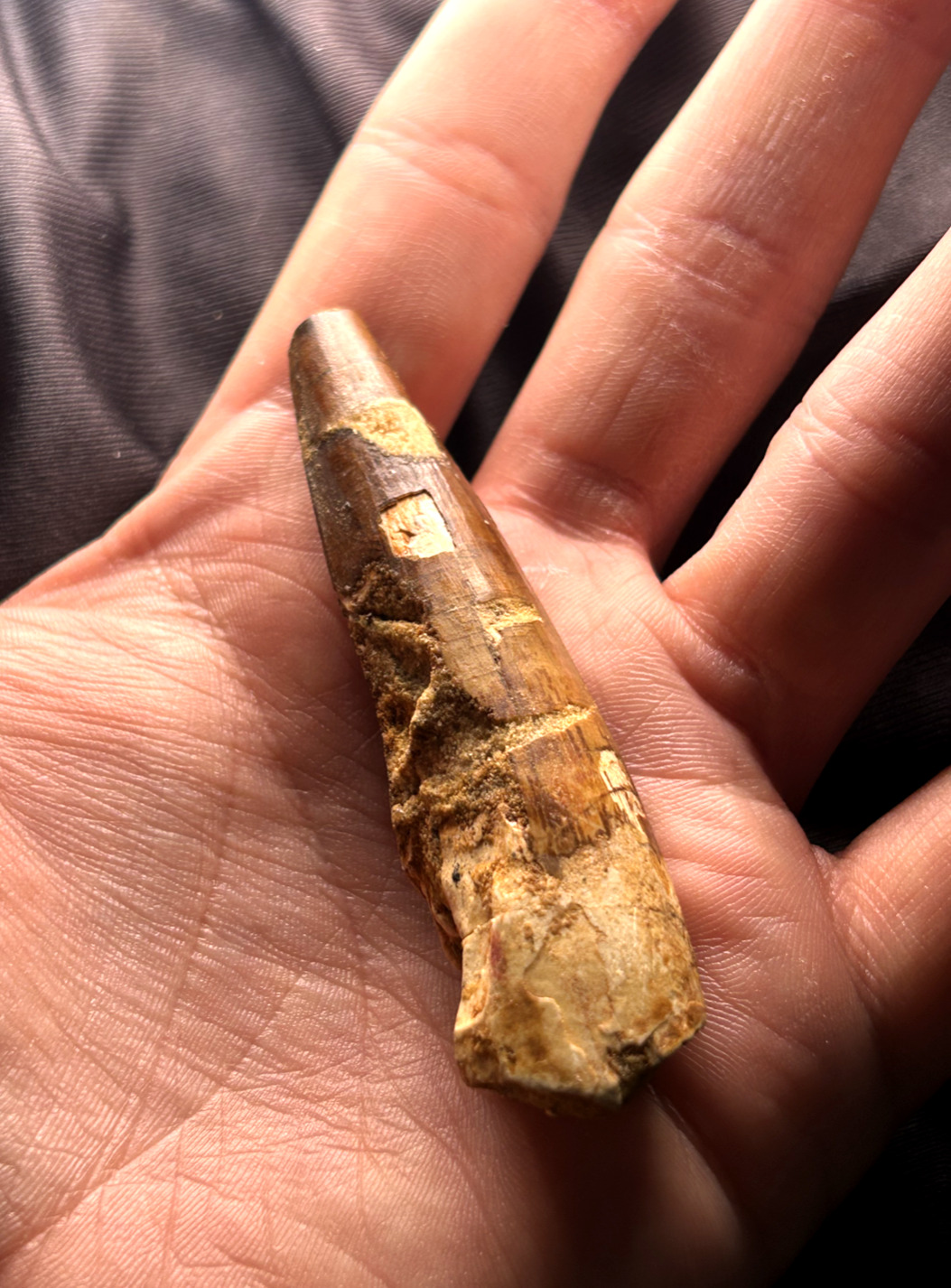 Massive ''3'' Phytosaur Fossil Tooth Triassic Age Archosaur Redonda. New Mexico.