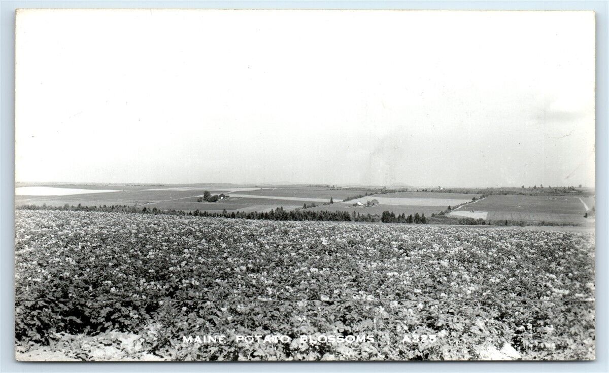 Postcard Maine Potato Blossoms 1950+ RPPC J102