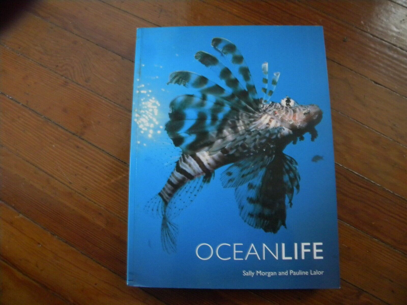 New- OCEANLIFE by Pauline Lalor; Sally Morgan Beautiful Big Book Gorgeous Photos