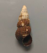 freshwater snail Tylomelania species SELDOM OFFERED 20/26mm F+++/F++ picture