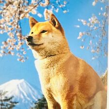 Japanese Dogs Photo Book 1998/ Japanese traditional dog, Akita, Shiba inu, JAPAN picture