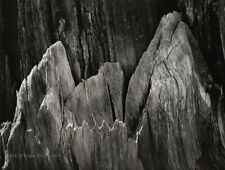 1936/72 ANSEL ADAMS Vintage Split Wood Texture Detail Photo Engraving Art 11X14 picture