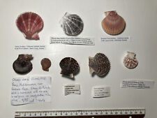 Worldwide Scallop collection lot 10. 6 species. Great Shape. picture