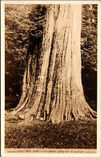 RPPC Large Cedar Tree Stanley Park Vancouver c1910 Real Photo Postcard picture