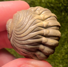 Detailed Rolled/Enrolled Trilobite Austerops Fossil picture