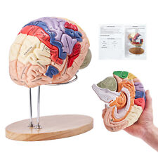 VEVOR Human Brain Model Anatomy Teaching Brain Model 4-Part Labeled 2X Enlarged picture