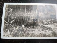 1919 Rosebank farms Animal Fur Canada Vintage Advertising RPPC photo Postcard picture
