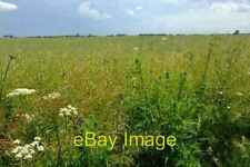 Photo 6x4 Hectares of Bio-fuel Dowsby Cow Parsley panicles beside an unbr c2007 picture