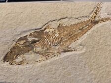 A Grade Diplomystus dentatus Fossil Fish Green River Formation Wyoming 4