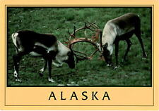 Alaska Bull CaribouMary OstermickTrapper Creek, AlaskaWildli Postcard picture