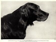 1930s Antique Gordon Setter Dog Print Champion Bydand Miss Sport 4184n picture