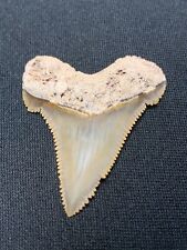 Super Sharp Angustidens Shark Tooth picture