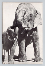 Postcard Elephants Ringling Brothers Barnum Bailey Circus, Vintage Chrome N19 picture