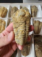 Flexicalymene Trilobite Fossil Specimen from Morocco 400 million years old picture