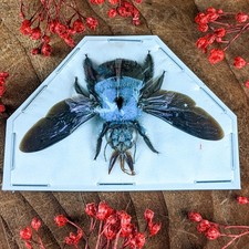 One Blue Carpenter Bee X. Caerulea Specimen Taxidermy Oddity Curiosity craft picture
