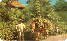 Mexico Farmer RPPC Postcard Family Donkey Burro Carrying Load VTG 60's Stamp P1 picture