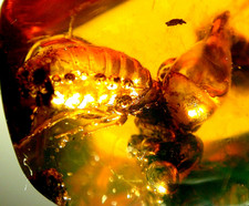 Large Methane Termite with Ancient Methane Bubbles in Dominican Amber Fossil picture