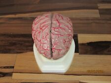 Functional Heavy BRAIN Anatomical Model on STAND CLEAN Doctor Use Excellent picture