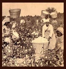 African American Slaves Picking Cotton Alabama 1960s 8x10 Photo picture