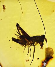Rare Extinct Elcanidae (Grasshopper), Fossil Inclusion in Burmese Amber picture