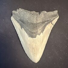3.8 INCH REAL MEGALODON SHARK TOOTH FOSSIL GIANT PREHISTORIC MEG TEETH #0071 picture