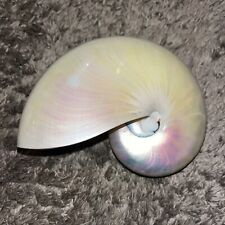Stunning White Polished Pearl Chambered Nautilus Seashell 6 inch Excellent Condi picture