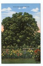 Gen Sam Houston Pecan Tree Huntsville Texas Postcard picture