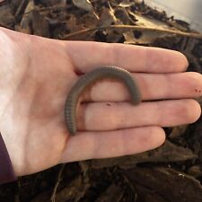 1ct Live Adult American Giant “Pink Footed” Millipede (Narceus americanus) 1-3in picture