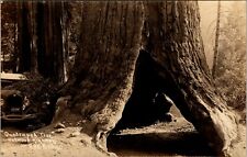 Redwood  Highway Quadruped Tree Antique Postcard Undivided Back (c. 1901-1907) picture