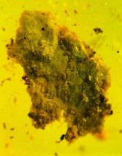 Burmese insects fossil burmite Cretaceous Unknown minerals insect amber Myanmar picture