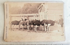 OSTRICH FARM ~ Pasadena or Bellingham ? Negretti & Zambra Crytal Palace 1905c picture