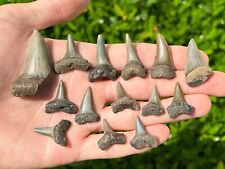 NICE Belgium Fossil Mako Sharks Teeth LOT OF 14 Pliocene Age Antwerp Shark picture