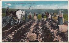  Postcard Potato Field Aroostoock County ME  picture