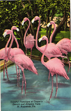 Flamingos at Casper's Ostrich & Alligator Farm ST AUGUSTINE Florida FL Postcard picture