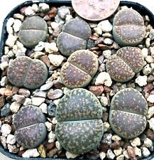 Mesemb Plant-- Lithops verruculosa 'inae' C95 --ONE PLANT from  POT picture