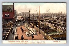 Chicago IL-Illinois, Commercial Avenue, Stock Yards, Vintage c1906 Postcard picture
