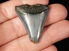 ANCESTRAL Great WHITE Shark Tooth Fossil 100% Natural 7.8gr picture