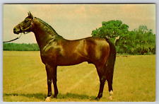 c1960s Florida's Leading Stallion Rough'n Tumble Santa Anita Vintage Postcard picture