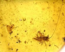 Orthoptera (Cricket), Fossil inclusion in Burmese Amber picture