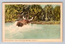 Sault Ste Marie Ontario-Canada, Moose Crossing The River, Vintage Postcard picture