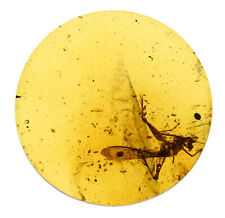 Rare Extinct Elcanidae (Grasshopper), Fossil inclusion in Burmese Amber picture