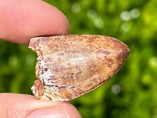 SUPERB Fossil Phytosaur Tooth Redondasaurus Triassic Dinosaur Tooth New Mexico picture